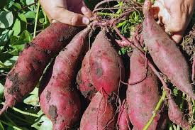 Promueven la producción de batata en zonas periurbanas