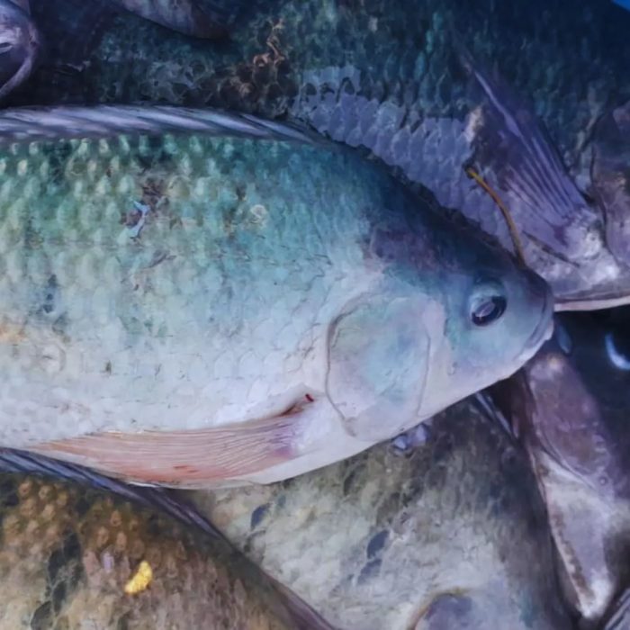 Producir peces en sistemas circulares es rentable y sostenible