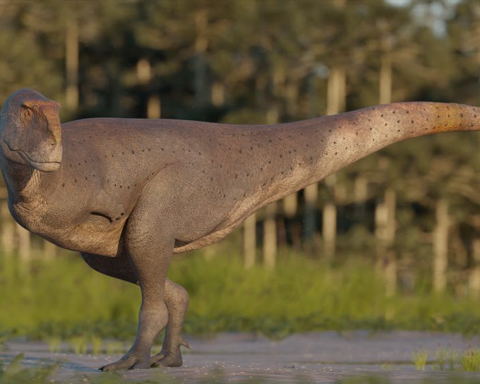 Hallan en Chubut una nueva especie de dinosaurio carnívoro que vivió hace 69 millones de años