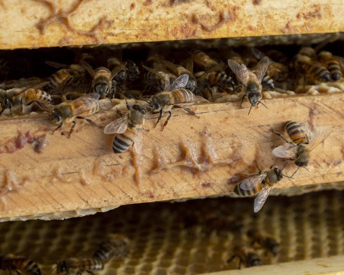 Abejas: una fecha para destacar y preservar a las principales polinizadoras del planeta