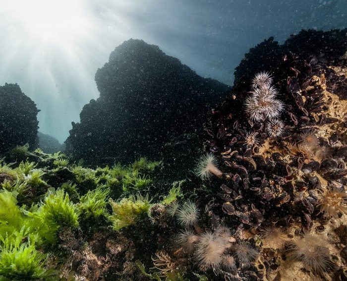 El efecto de las especies exóticas invasoras en la biodiversidad marina: consecuencias ambientales, sociales y económicas