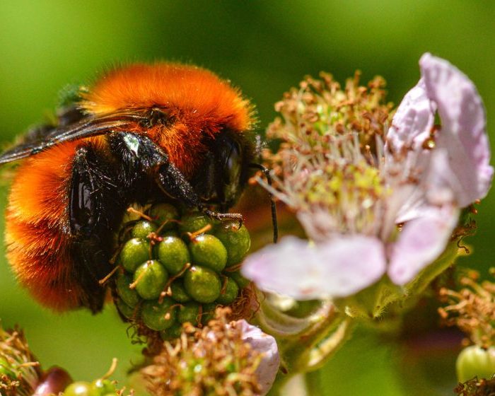 En Argentina investigadores impulsan proyectos científicos para conservar la biodiversidad
