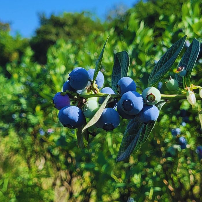 Control biológico de plagas exóticas en frutas finas