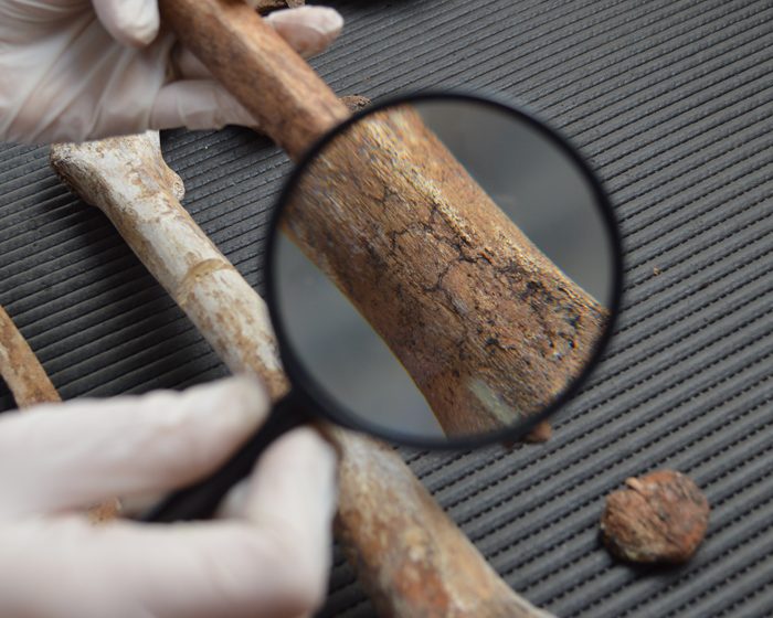 Esqueletos que hablan: profesionales del CONICET y la UNLP están al frente de una colección de referencia para la antropología forense