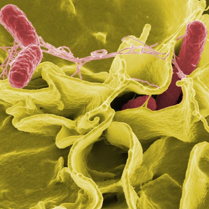 Logran tasas de erradicación de la bacteria H. pylori del 90% en la práctica clínica real en argentina