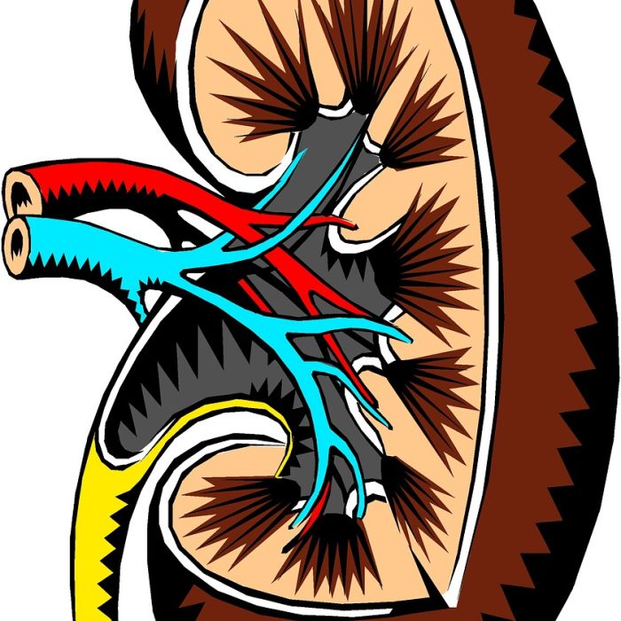 Cáncer renal: uno de los más comunes en Argentina, que no presenta síntomas tempranos