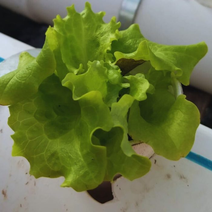 Acuaponía: evalúan la producción de peces y hortalizas sin suelo Acuaponía: evalúan la producción de peces y hortalizas sin suelo