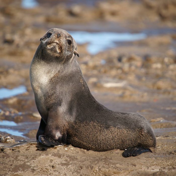 La Restinga del Faro de Punta Mogotes conserva un recurso natural único