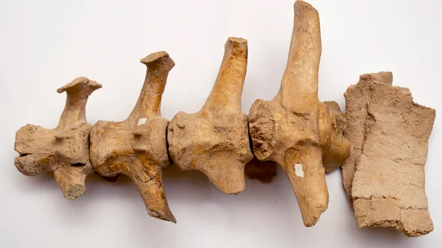 En la provincia de Buenos Aires encontraron restos de un Gliptodonte con marcas de origen humano