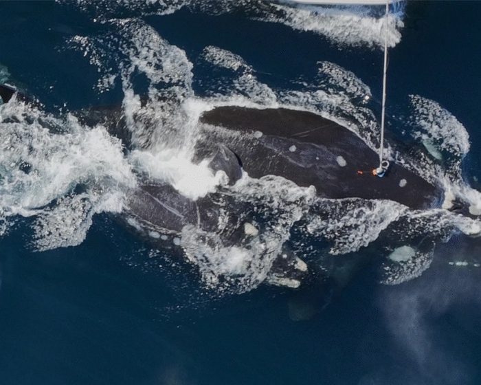 Información clave sobre la alimentación de las ballenas en Península Valdés