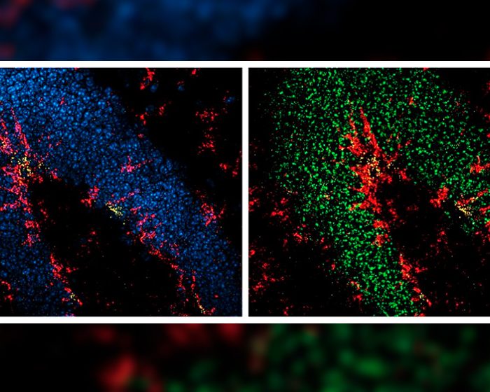 Elaboran un mapa molecular que detalla la maduración de neuronas en el cerebro adulto