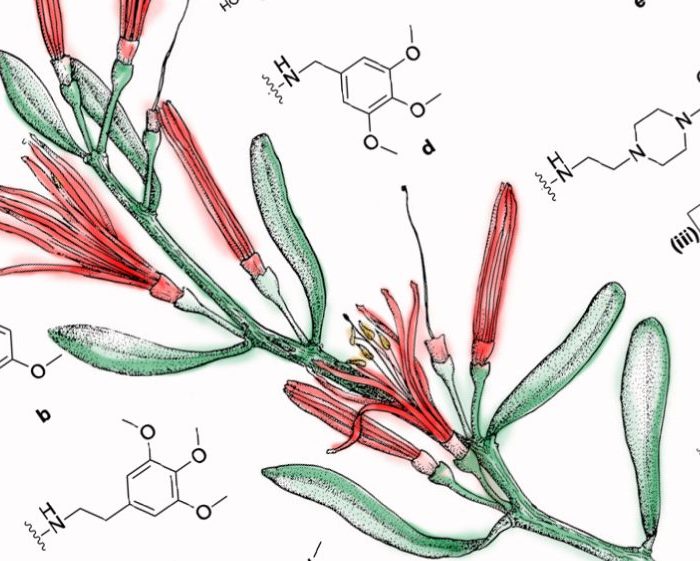 Desarrollan compuestos derivados de plantas que podrían incrementar la eficacia de las quimioterapias