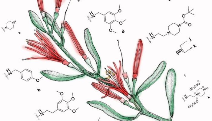 Desarrollan compuestos derivados de plantas que podrían incrementar la eficacia de las quimioterapias