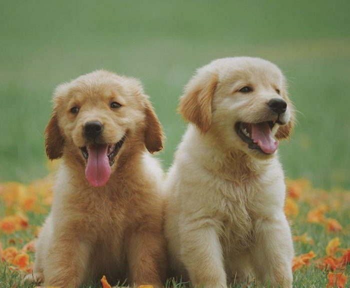 ¿Sueñan los perros y gatos? El estudio de Harvard sobre el sueño animal