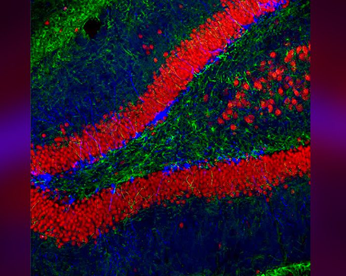 Identifican mecanismos biológicos que permiten la recuperación de recuerdos