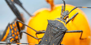 Chagas: casi 1 millón y medio de personas en Argentina padecen Chagas