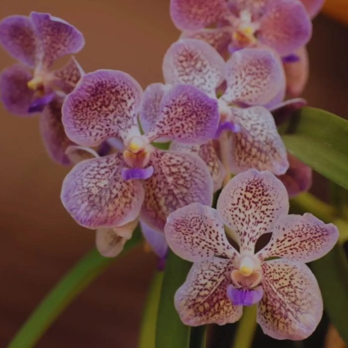 Biotecnología aplicada a la producción de orquídeas