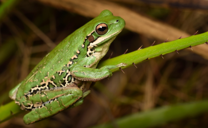 Más monocultivos, menos diversidad de sapos y ranas