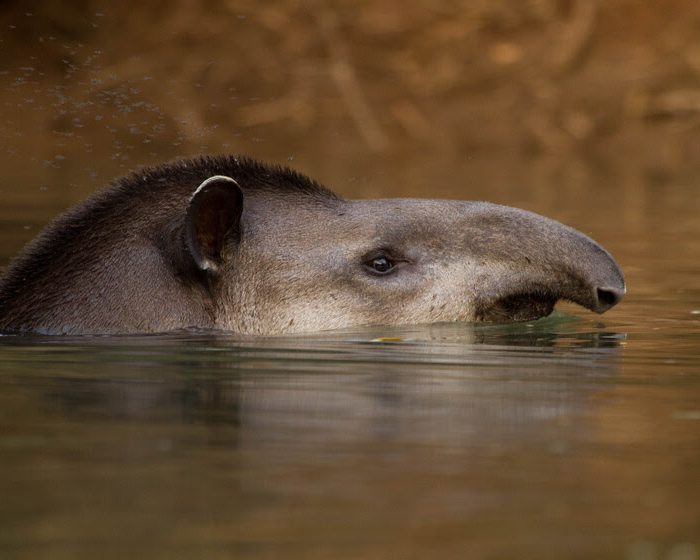 Comprueban el rol fundamental de una especie vulnerable en la conservación de bosques argentinos