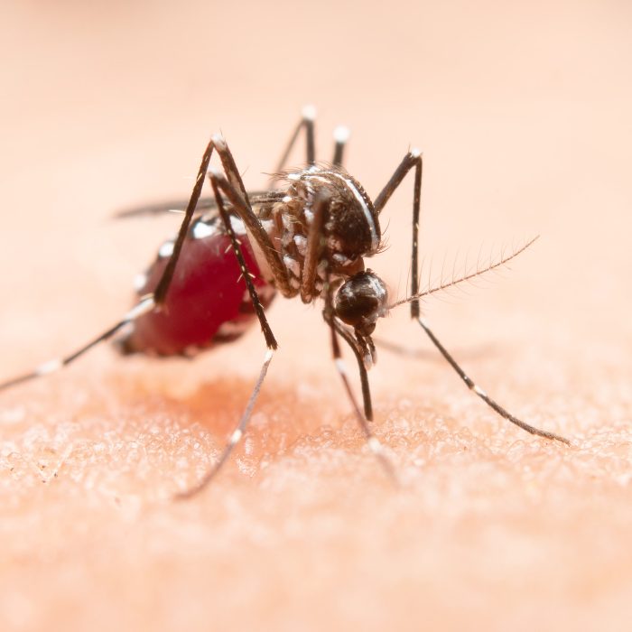 Más del 80% de las hospitalizaciones se lograron prevenir gracias a la vacuna contra el dengue