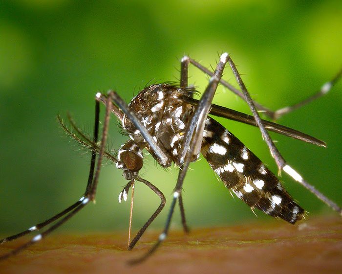 Descubren una mutación genética en mosquitos transmisores del dengue involucrada en la resistencia a insecticidas