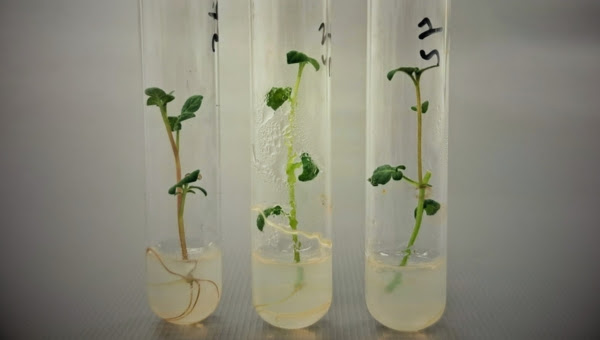 Avanzan en el desarrollo de una papa que optimiza el uso del agua Avanzan en el desarrollo de una papa que optimiza el uso del agua