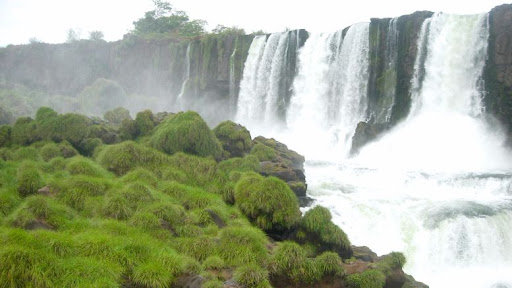 Universidades, ciencia y política protegen una especie única de las Cataratas del Iguazú