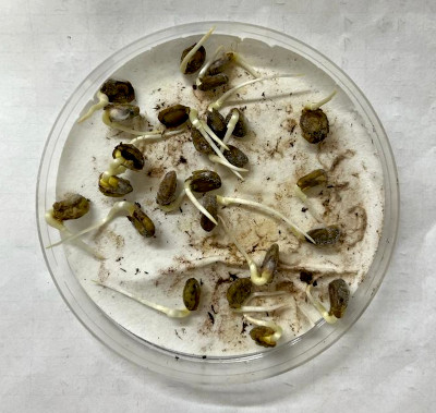 La fauna agrava la invasión de Acacia negra en Entre Ríos