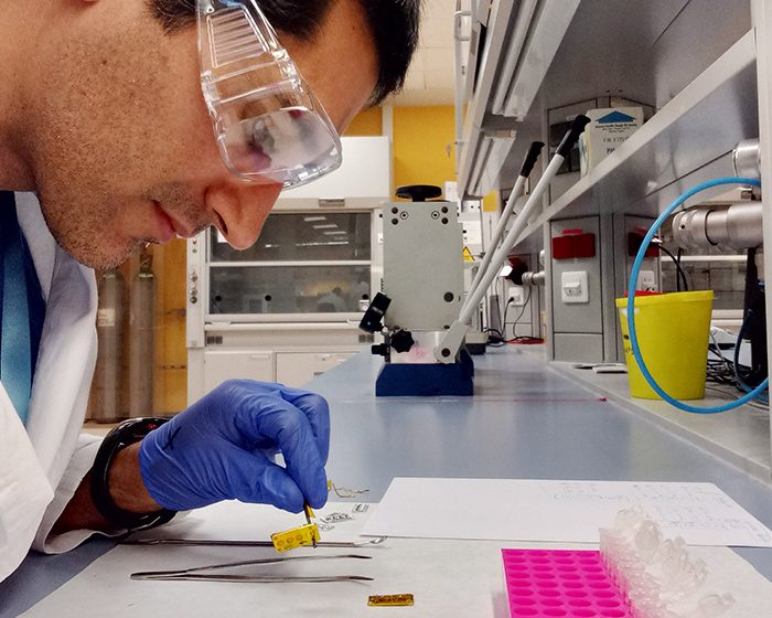 Biofortificación de alimentos para mejorar el sistema inmune
