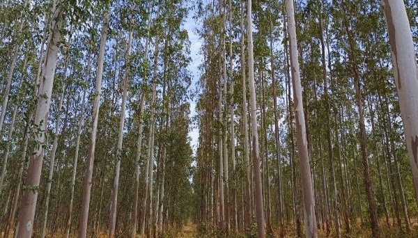 Clones de eucalipto para la producción de madera