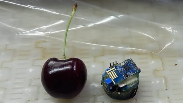 Con agroelectrónica 4.0, mejoran la calidad de las cerezas de exportación