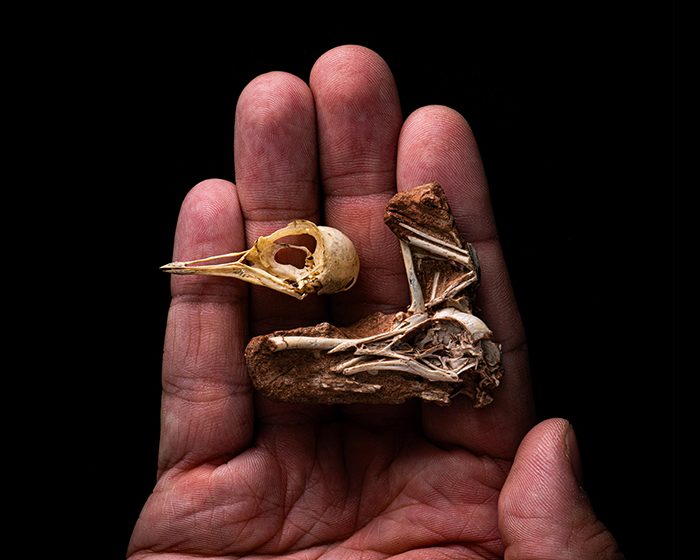 Descubren el primer cráneo completo de un pájaro de la era Mesozoica, clave para entender la evolución de las aves