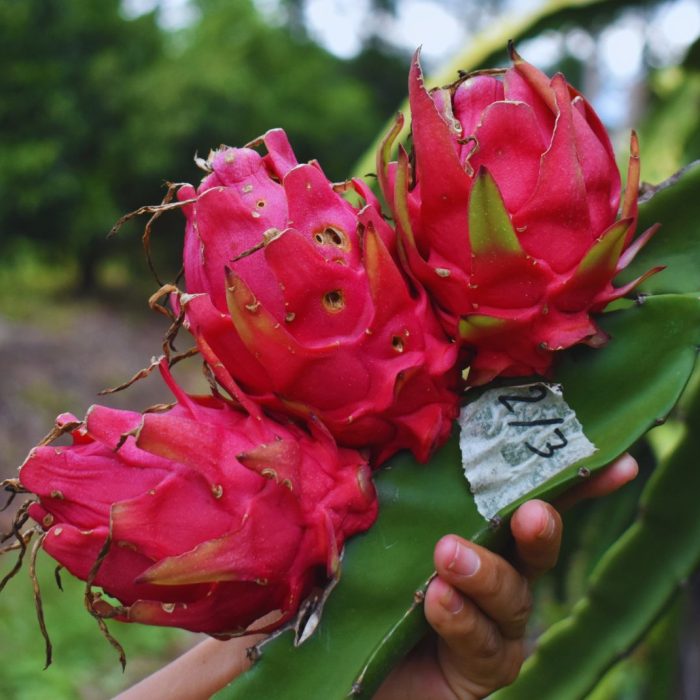 Optimización del cultivo de pitahaya
