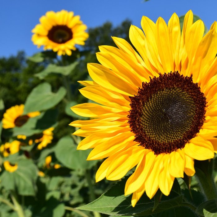 El potencial del girasol perenne como alternativa forrajera