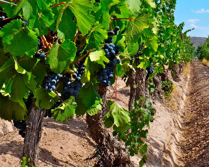 Estudio científico para caracterizar la identidad de los Malbec argentinos