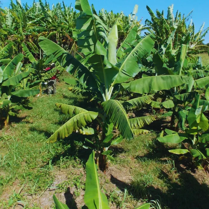 Conservan una amplia variabilidad genética de la banana