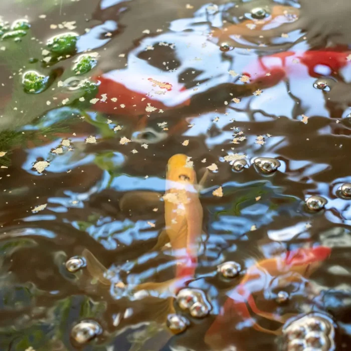 Sistema combinado de acuaponía para integrar la producción de peces y vegetales