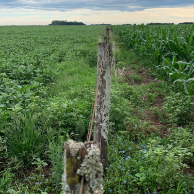 La Pampa Ondulada perdió más de 1200 km de alambrados rurales en 20 años