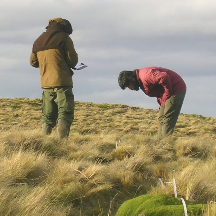 Patagonia: Logran recuperar pastizales con pastoreo rotativo Patagonia: Logran recuperar pastizales con pastoreo rotativo