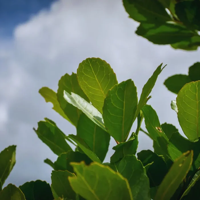 Desarrollan nuevas variedades de yerba mate con mayor rendimiento y adaptación