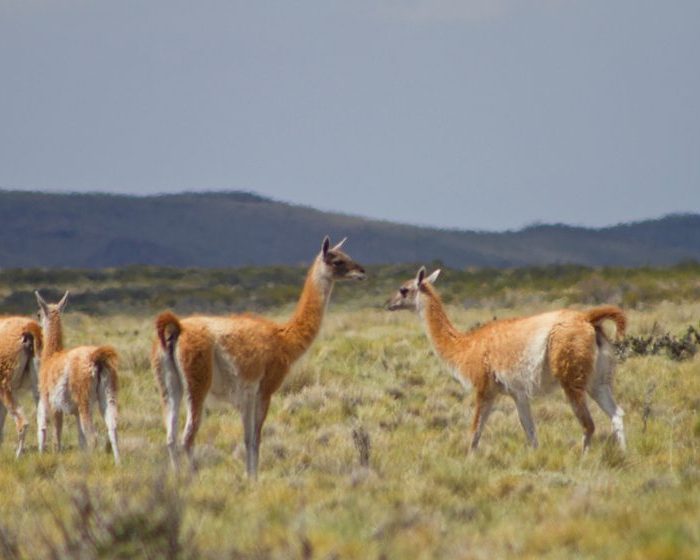 Aprovechamiento sustentable de la fibra de guanacos silvestres