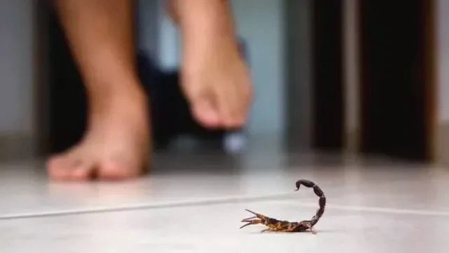 Algunas especies son venenosas: Qué se debe hacer ante la picadura de un alacrán