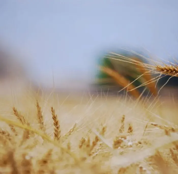 Nuevas variedades de trigo pan