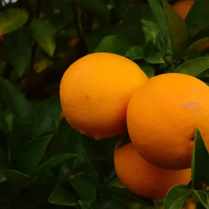 El impacto del HLB en naranjas
