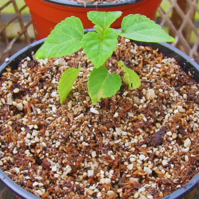 Sustratos inteligentes para producir plantines