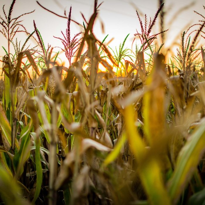 Protocolo de agricultura regenerativa, único en Latinoamérica