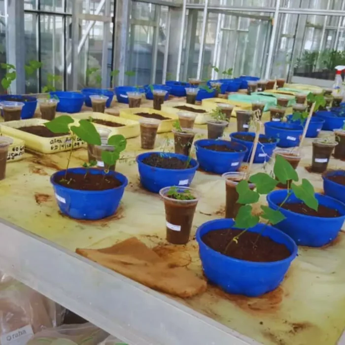 Investigadoras argentinas impulsan la biofertilización en Etiopía