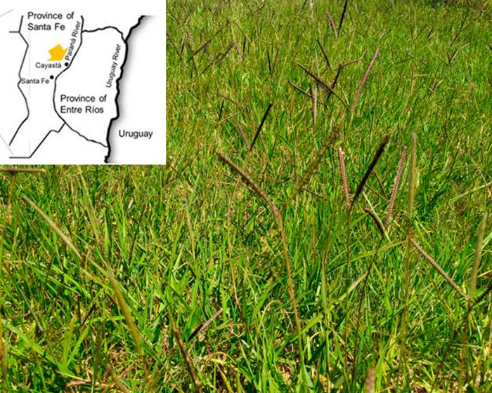 Descifran el genoma del pasto horqueta: una gramínea forrajera muy extendida en Sudamérica