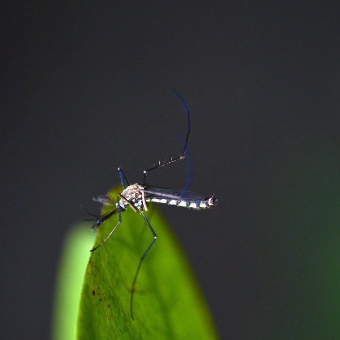Nuevos materiales para fortalecer el manejo clínico del Dengue