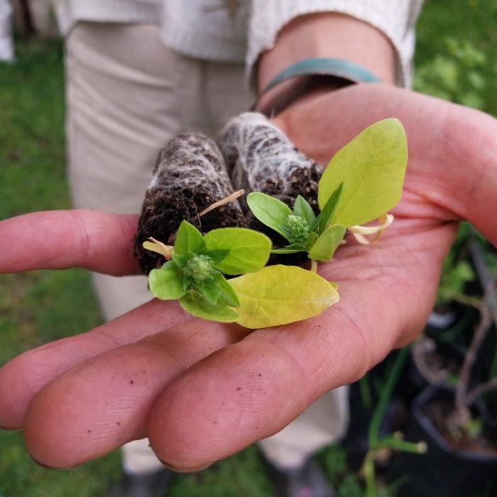Adaptar la agricultura a las condiciones extremas